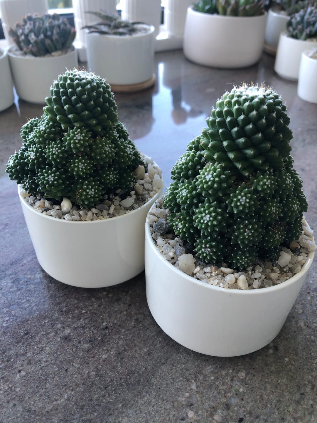 Customer photo review of Mammillaria Pico 'Dalek'