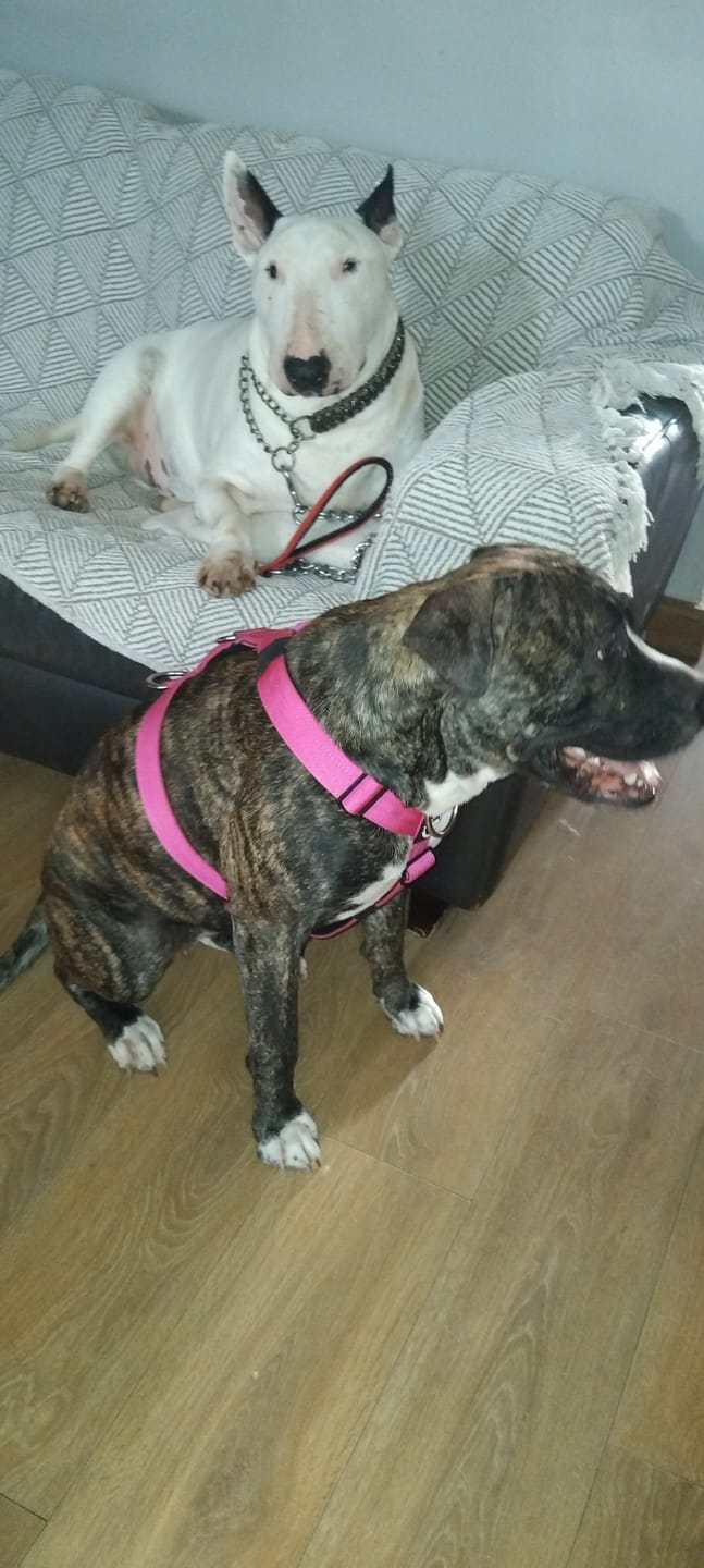 Customer photo review of TRI-Harness® | Anti-Pull, Adjustable & Durable - Dog Trainers Choice - Magenta v2.0