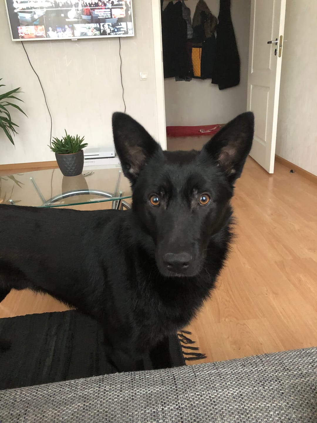 Customer photo review of DIET konservi ar zirga gaļu un rīsiem