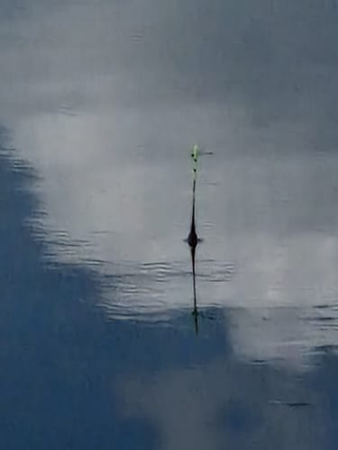 Customer photo review of Smart Fishing Float