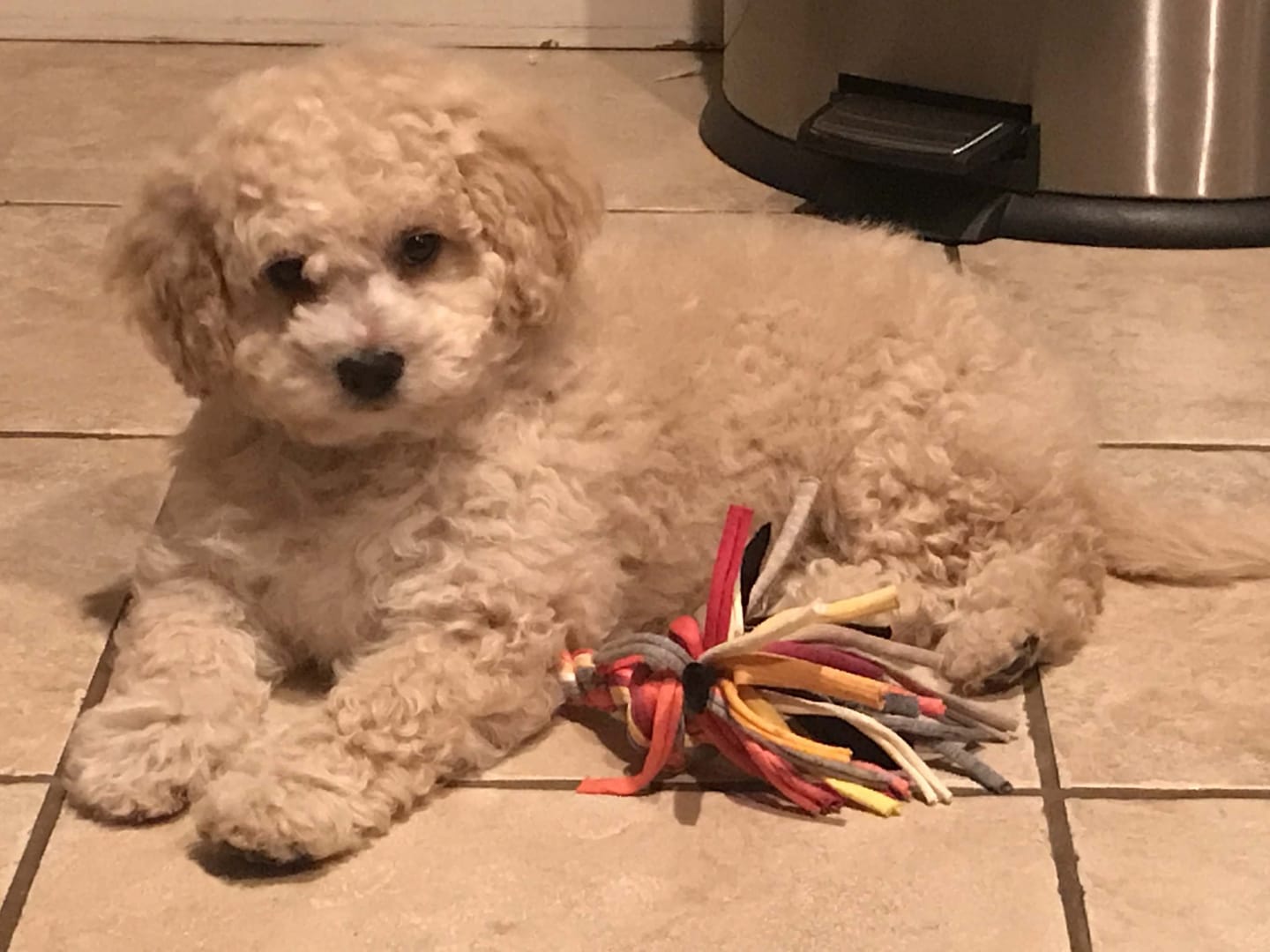 Customer photo review of Doggie Greens