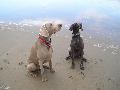 Customer photo review of Doggie Greens