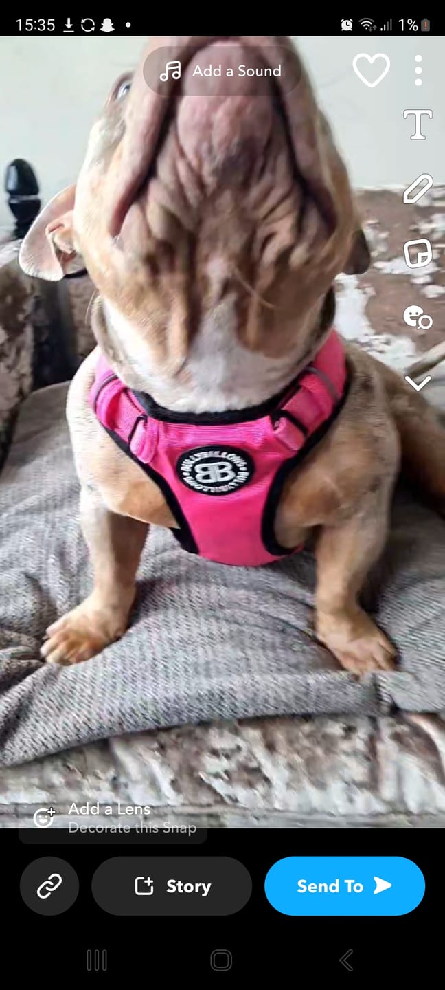 Customer photo review of Premium Comfort Harness | Non Restrictive & Adjustable - Magenta