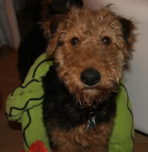 Customer photo review of Doggie Greens