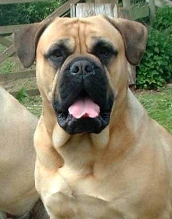 Customer photo review of Doggie Greens