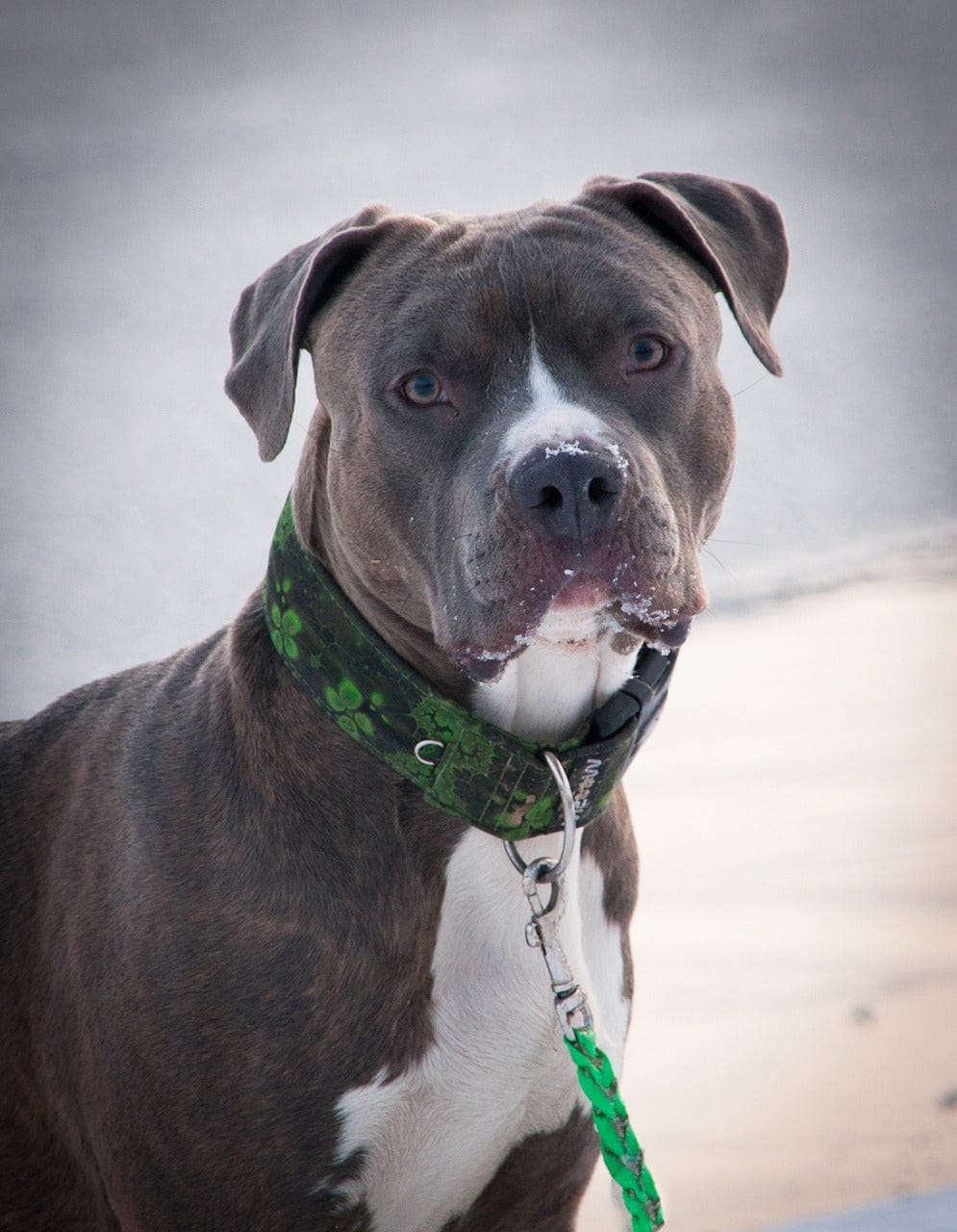 Customer photo review of Doggie Greens