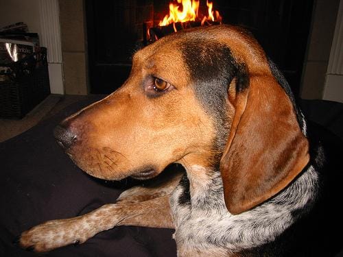 Customer photo review of Doggie Greens
