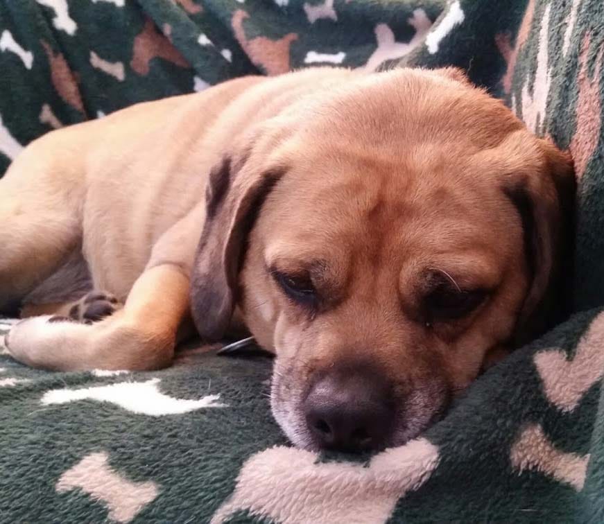 Customer photo review of Doggie Greens