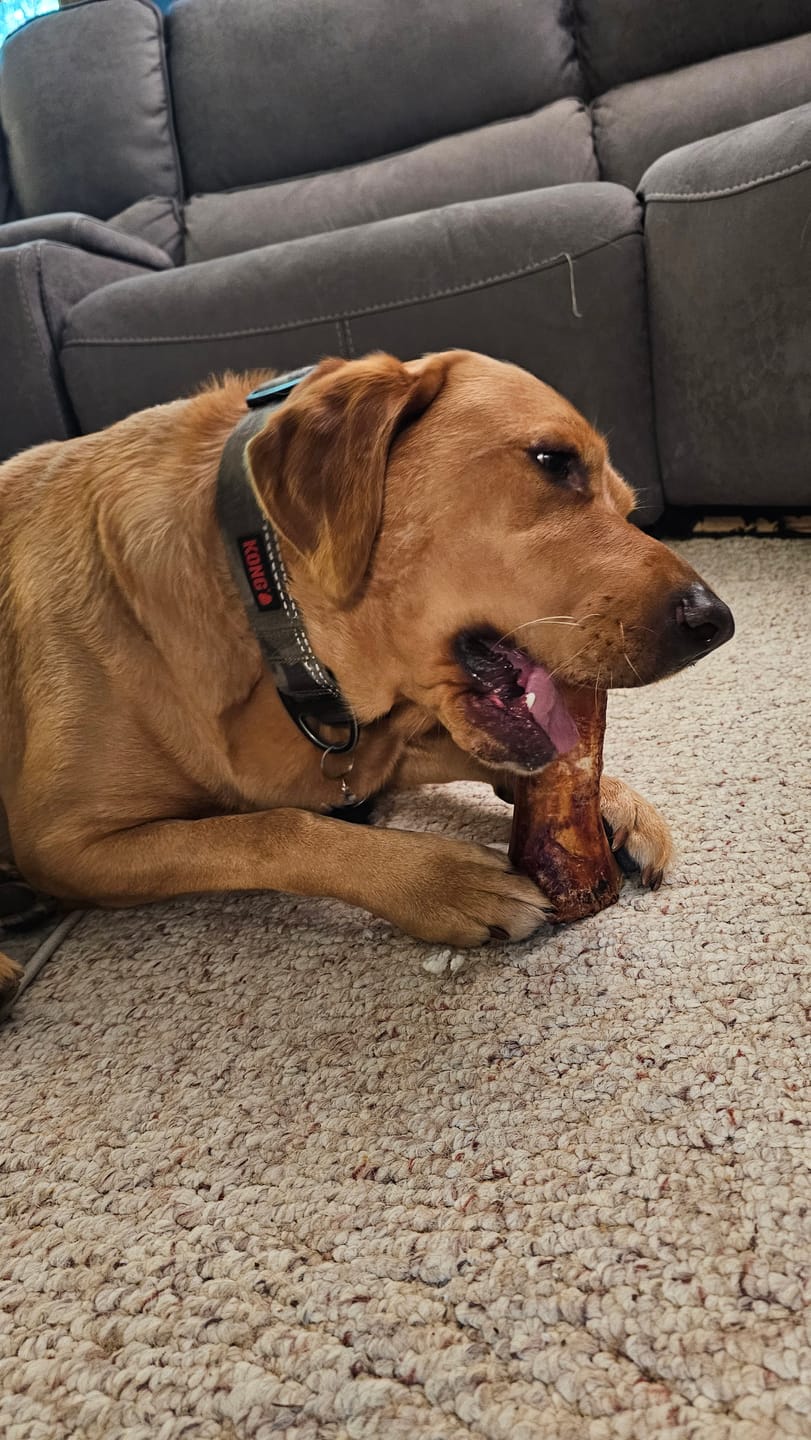 Customer photo review of Smoked Beef Marrow Bones