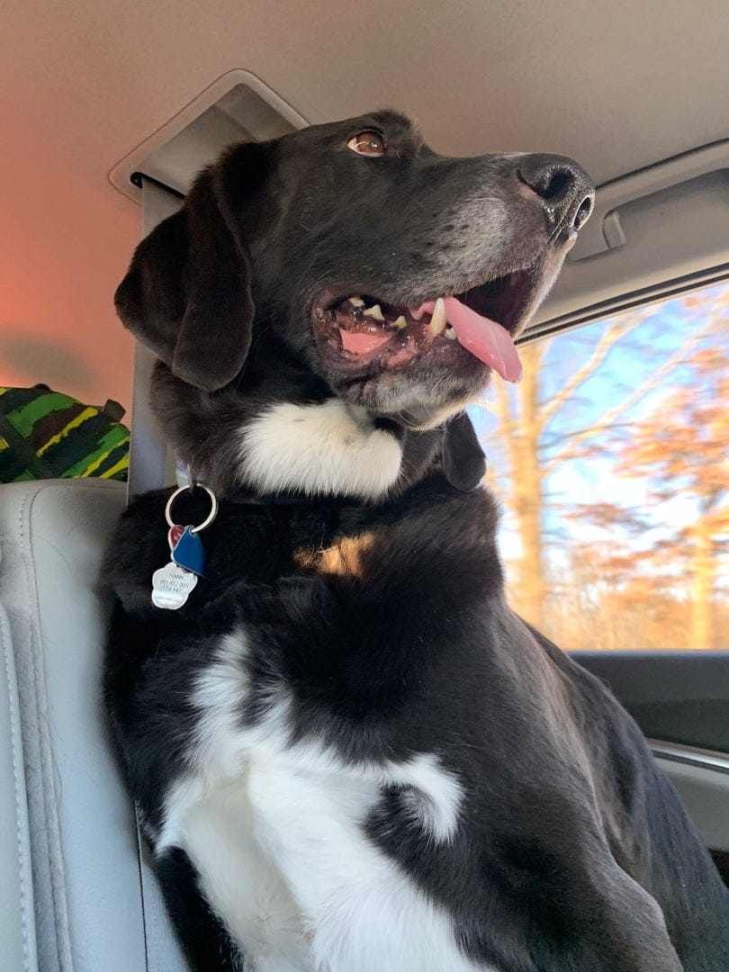 Customer photo review of Doggie Greens