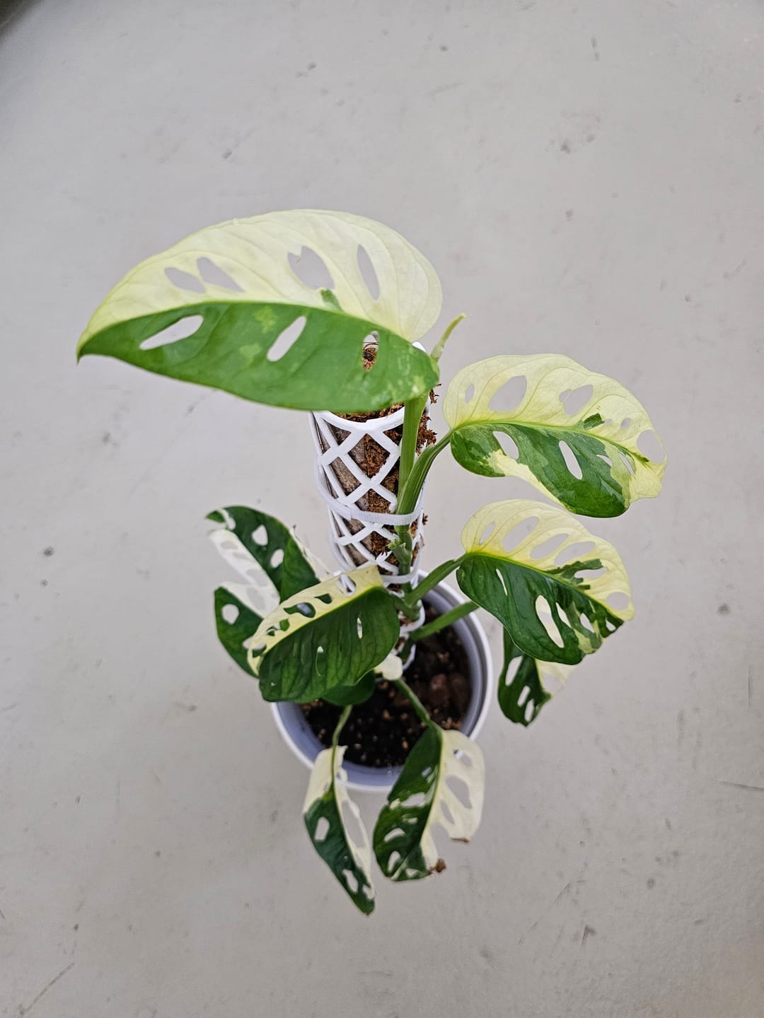 Customer photo review of MONSTERA ADANSONII VARIEGATA