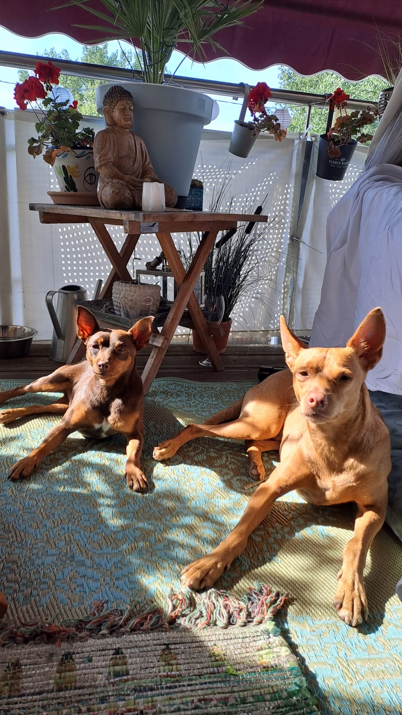 Customer photo review of 2-in-1 Ohrfein Reinigung & Pflege für Hunde & Katzen (75ml)