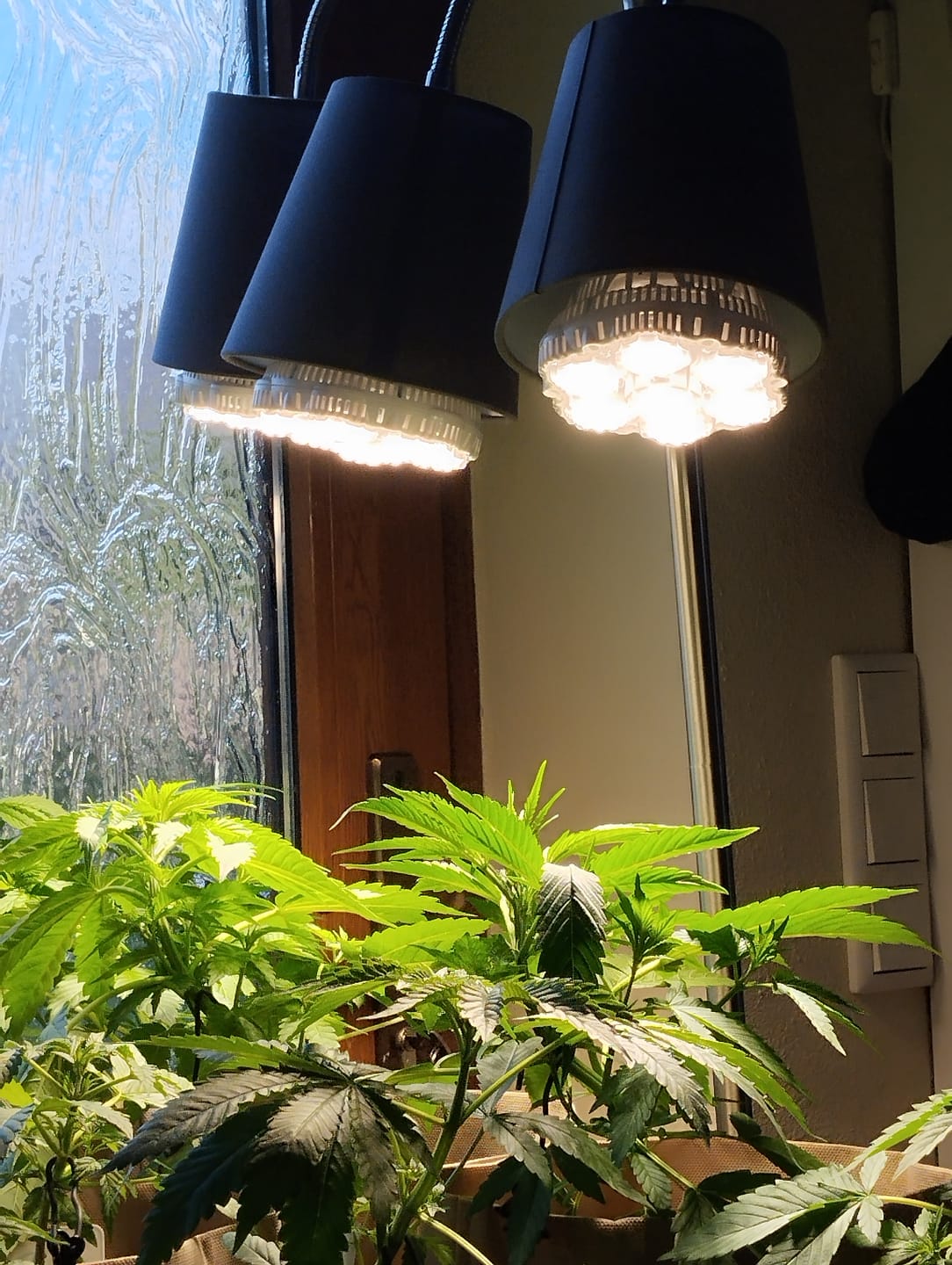 Customer photo review of Pflanzenlampe Sansi LED