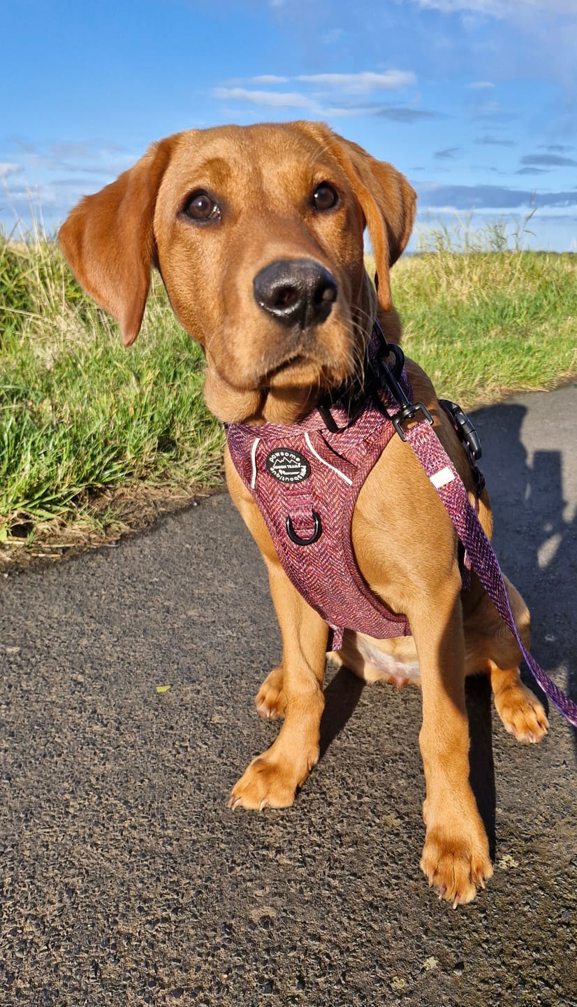 Customer photo review of Tough Trails™ Harness - Country Burgundy