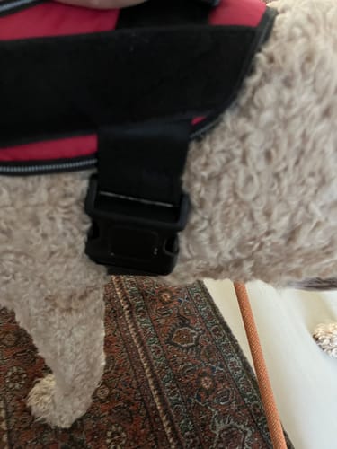 Customer photo review of No Pull Dog Harness Australia