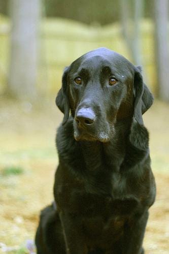 Customer photo review of Doggie Greens