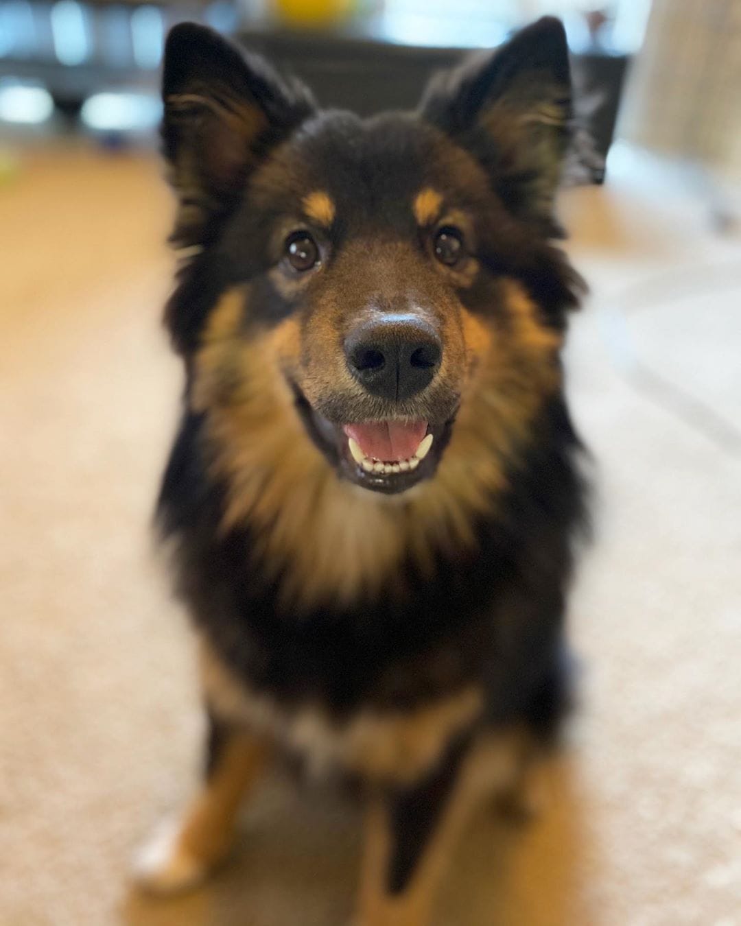 Customer photo review of Doggie Greens
