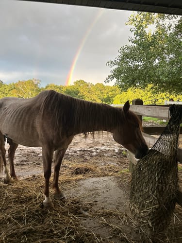 Customer photo review of Hay Chix® 2-Strand Bale Net (Small Bale Net)