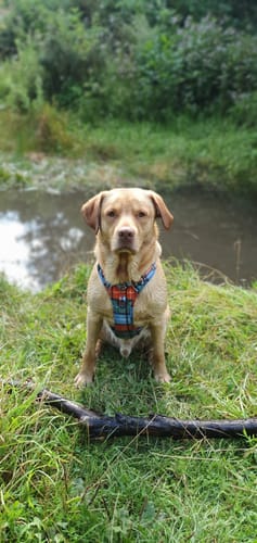 Customer photo review of Tough Trails™ Harness - Harvest Plaid