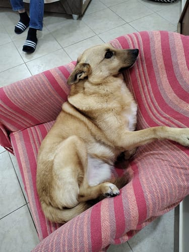 Customer photo review of Weasy Food