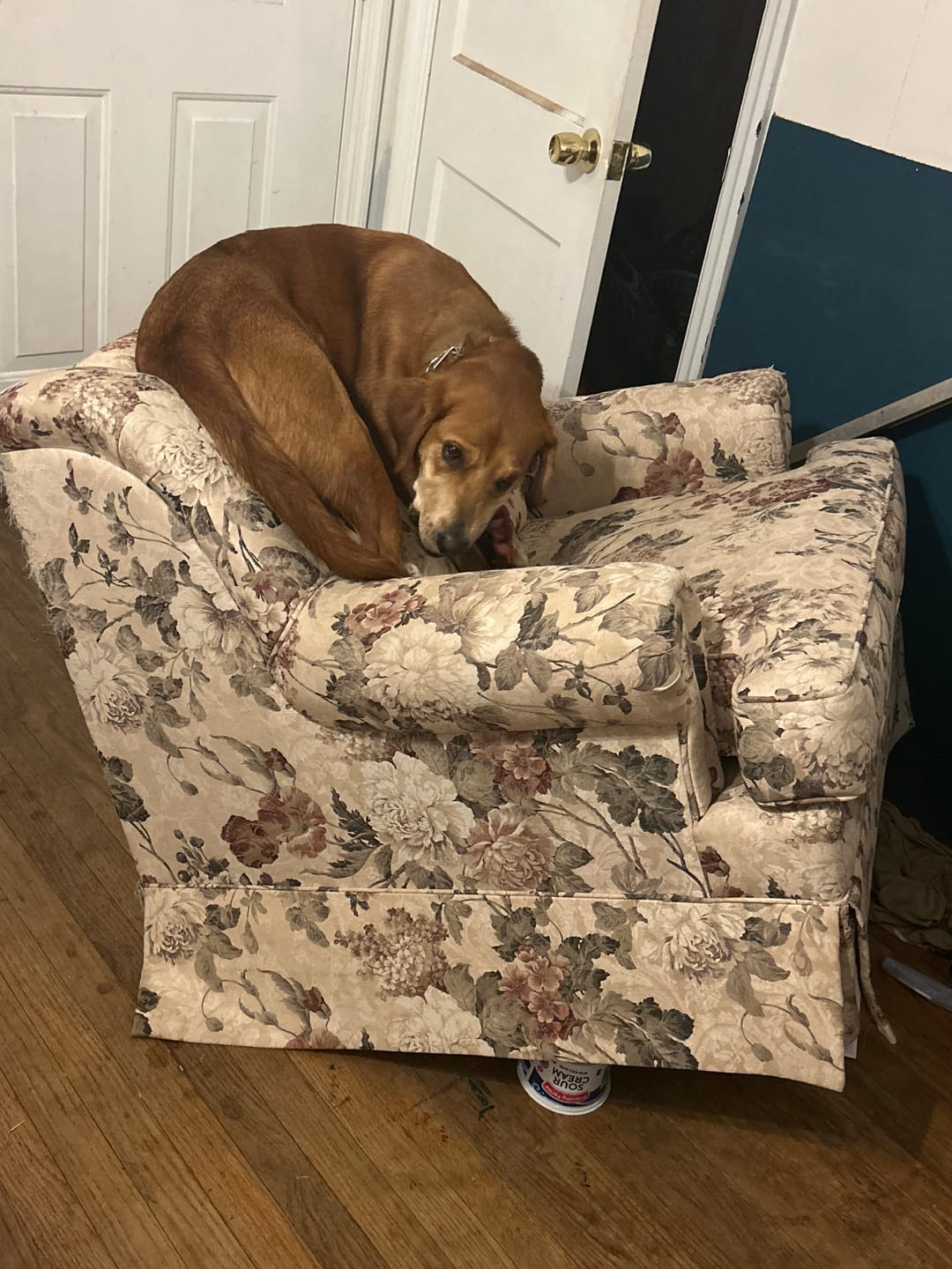 Customer photo review of 12 Inch Thick Braided Bully Stick