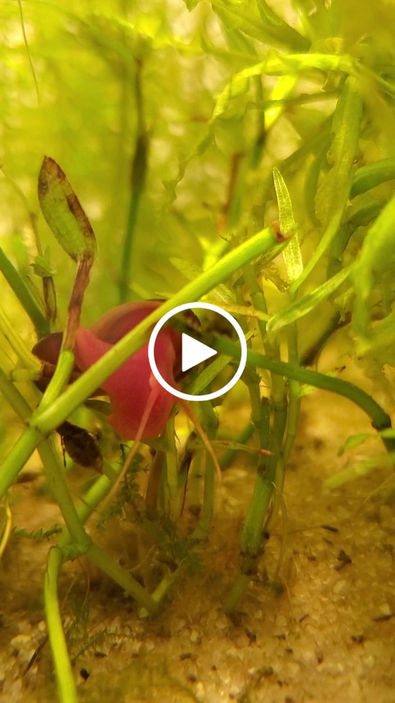 Customer video review of RAMSHORN SNAILS (ASSORTED BLUE, PINK,GREY,GOLD)