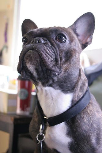 Customer photo review of Doggie Greens