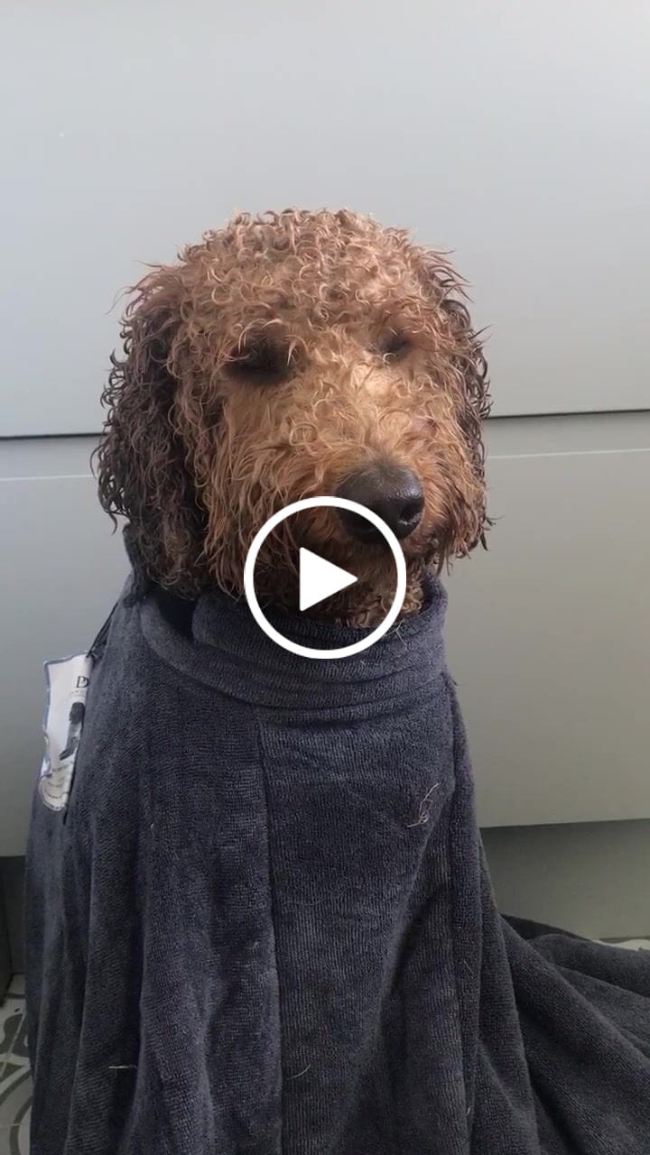 Customer video review of Luxury Dog Drying Bag
