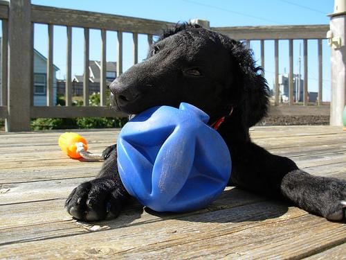 Customer photo review of Doggie Greens