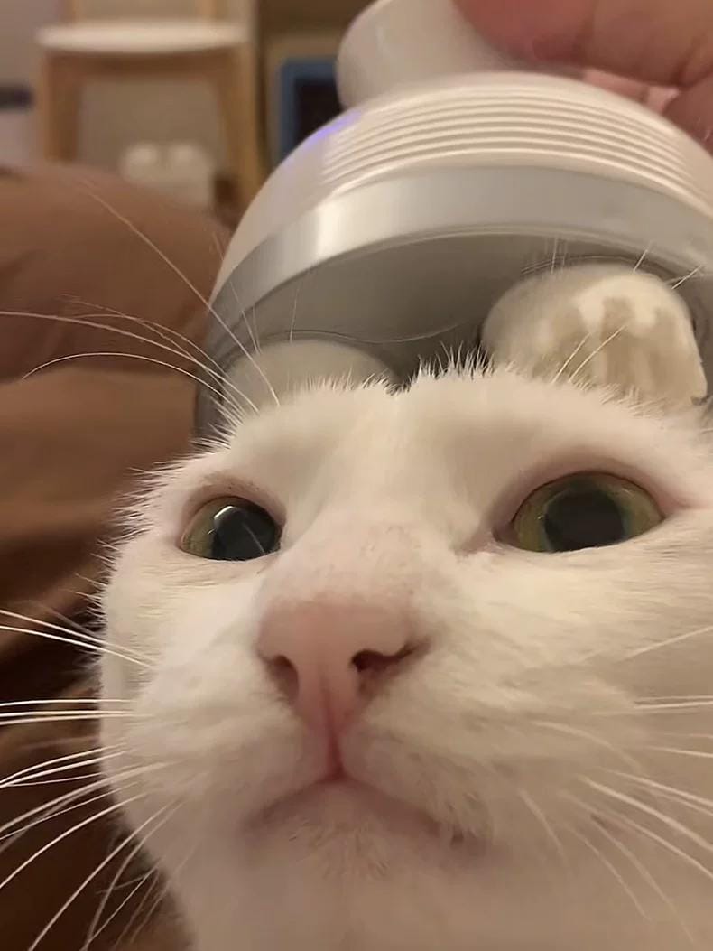 Customer photo review of Viva Comfort Scalp & Body Massager for Pets
