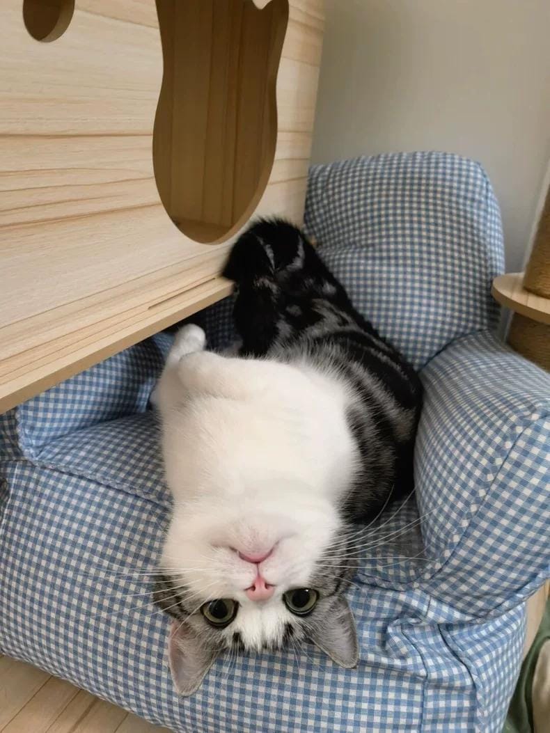 Customer photo review of Viva Comfort Scalp & Body Massager for Pets