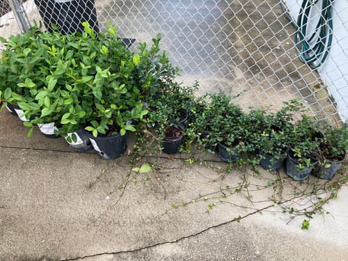 Customer photo review of Viburnum Suspensum