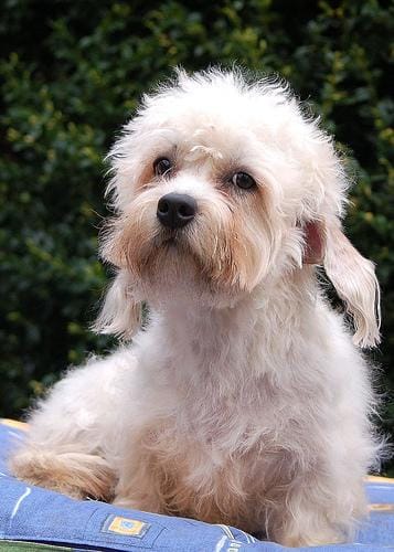 Customer photo review of Doggie Greens