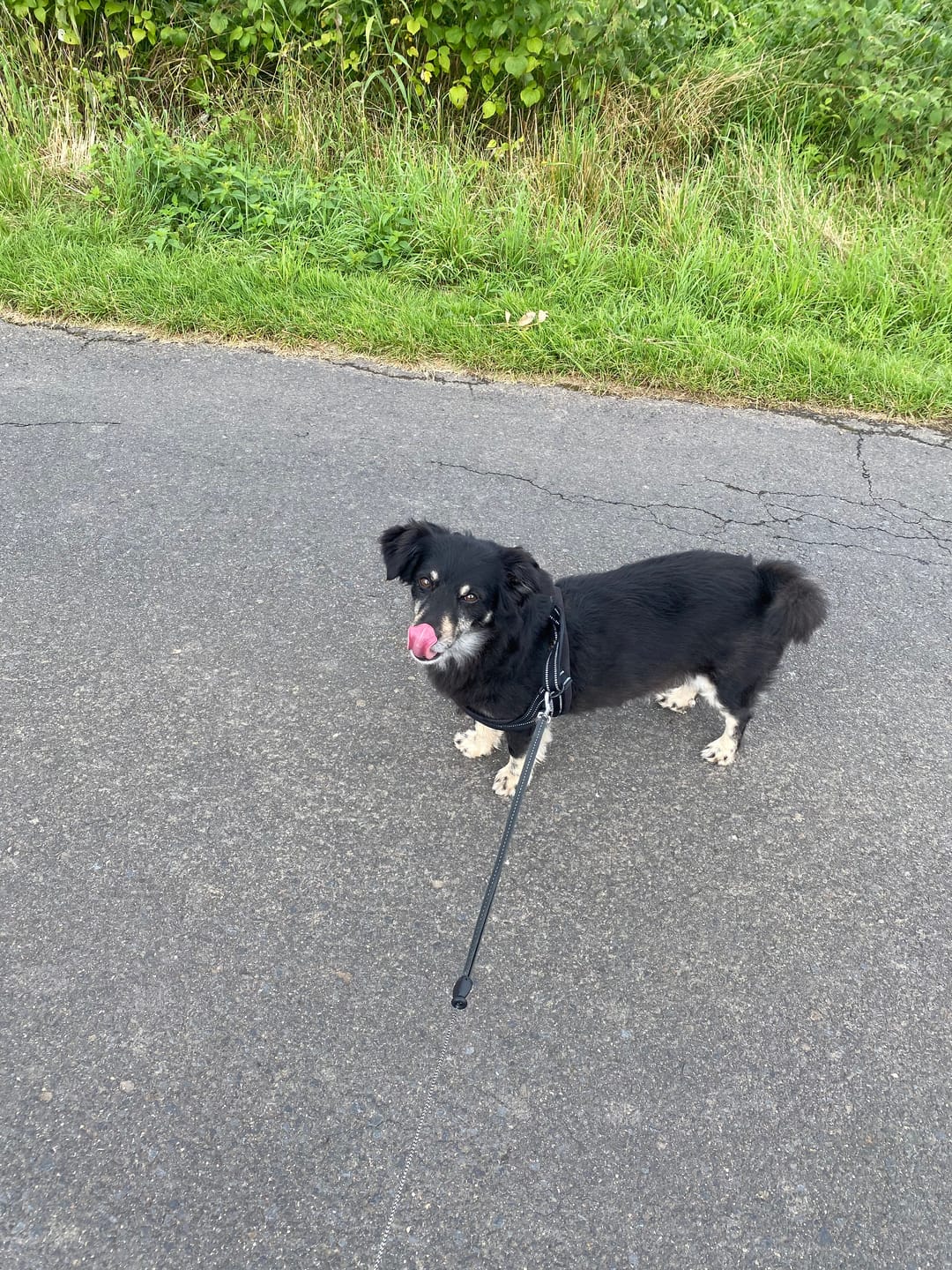 Customer photo review of DNA Test Rassebestimmung Basic Hund