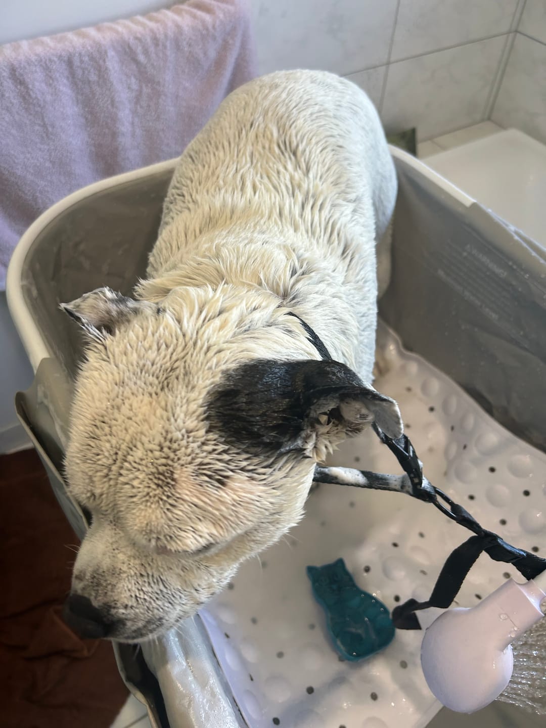 Customer photo review of PaWz Pet Bathtub Adjustable Height Folding Basin