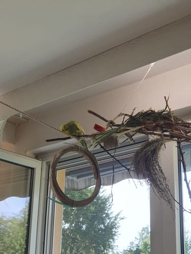 Customer photo review of Hühnerhirse