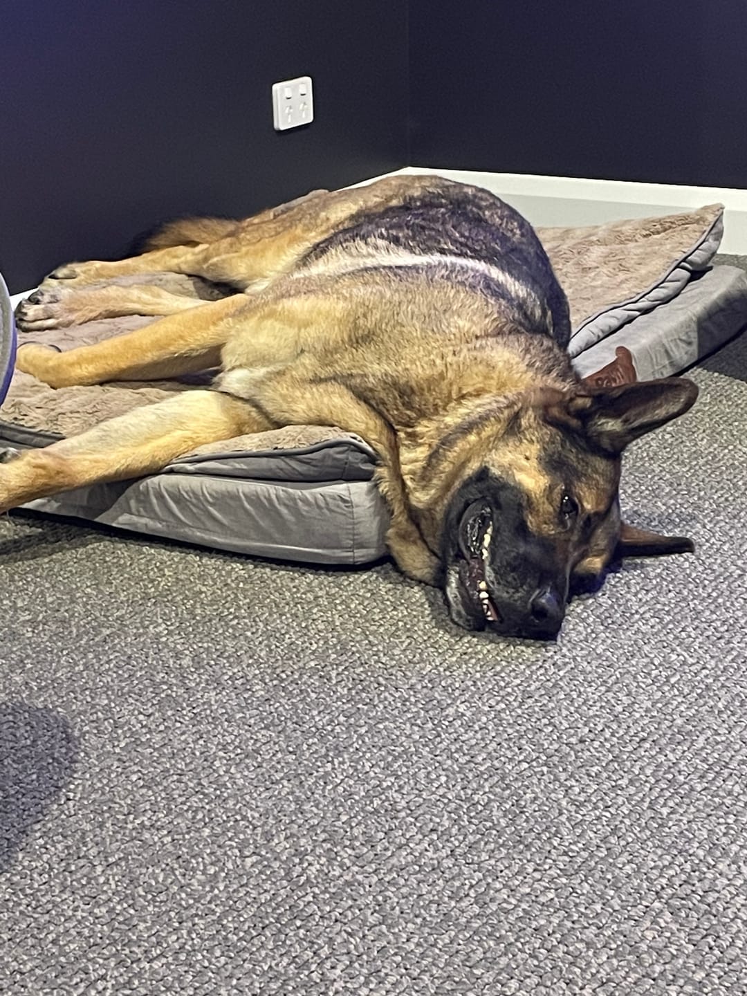 Customer photo review of Pawz Dog Memory Foam Mattress