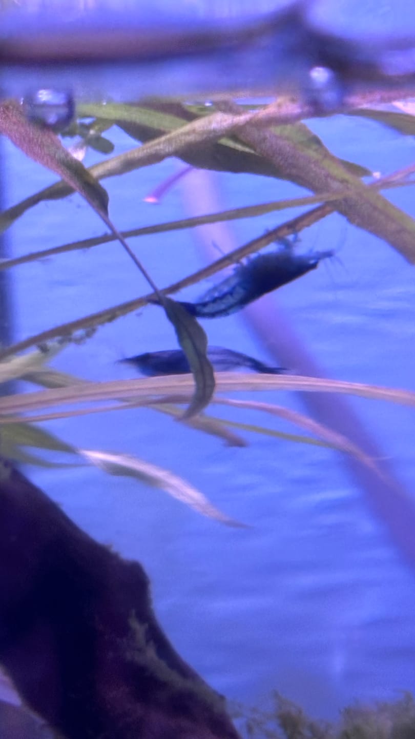 Customer photo review of Carbon Rili Shrimp