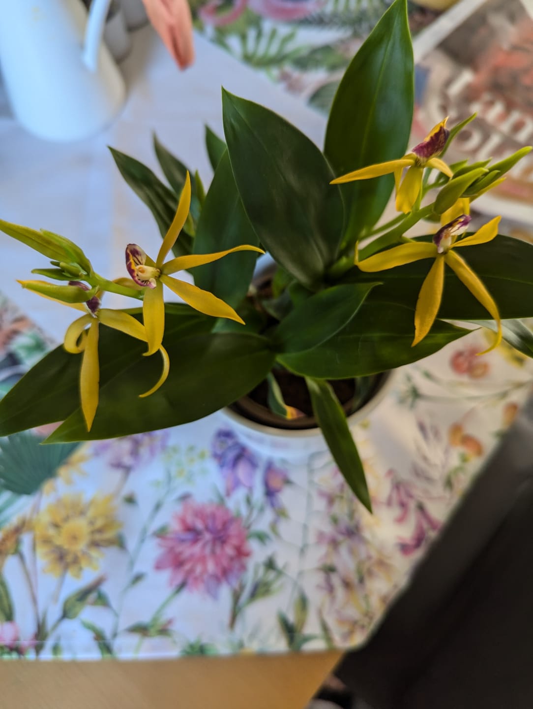 Customer photo review of Maxillaria bradei Hybride im 12cm Topf