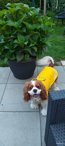 Customer photo review of Jacson Peggy - Regndækken hund, gul