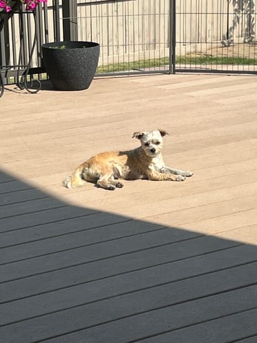 Customer photo review of Winter Covers for 30" Tall Raised Garden Beds