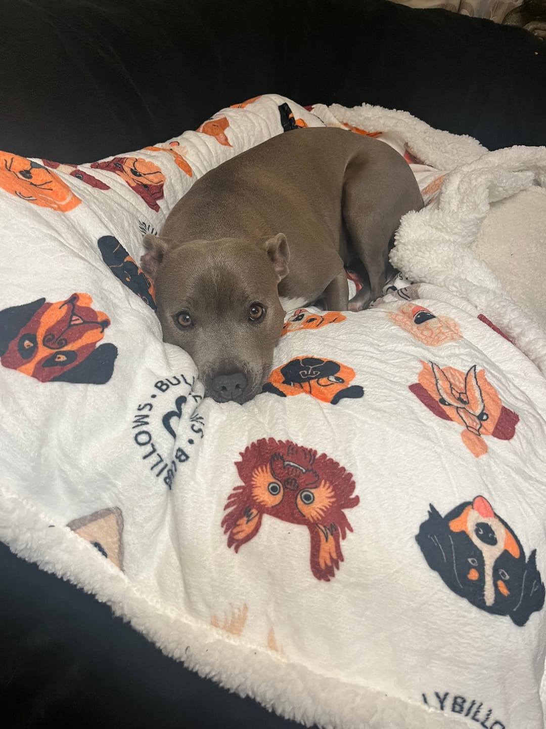 Customer photo review of Luxury BullyBillows Dog & Human Blanket