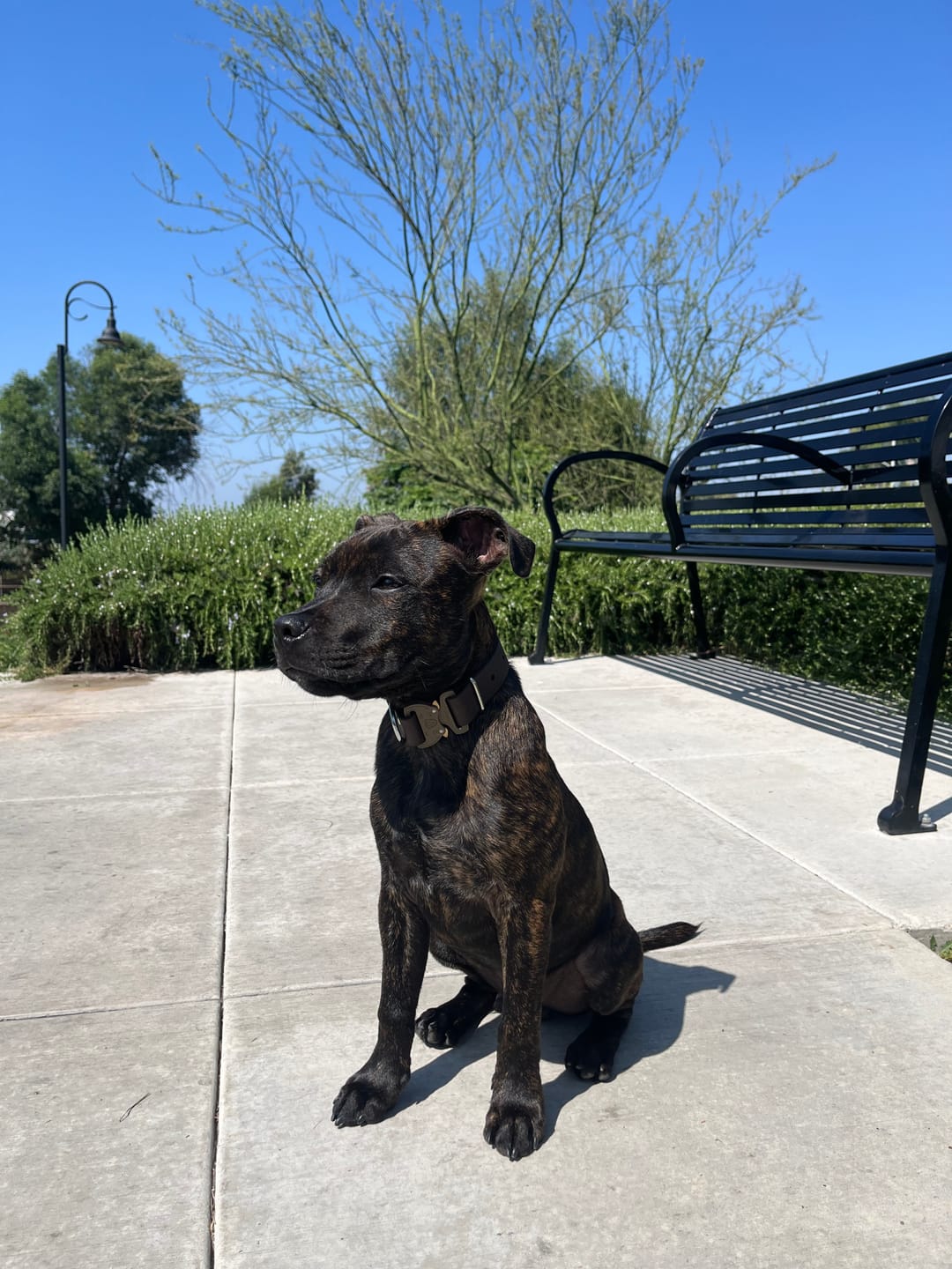 Customer photo review of Adjustable Biothane Quick Release Dog Collar