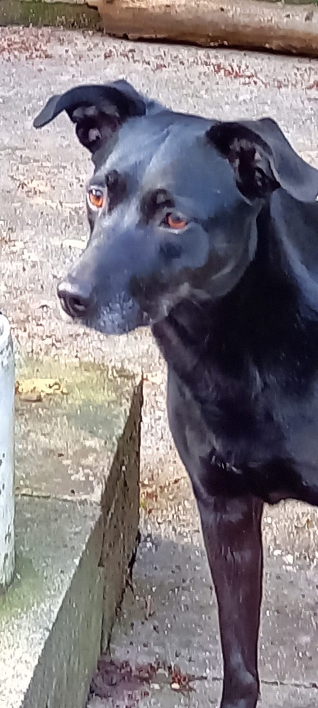 Customer photo review of Kräuter Dentals für Hunde zur Zahn- und Darmpflege (150g)