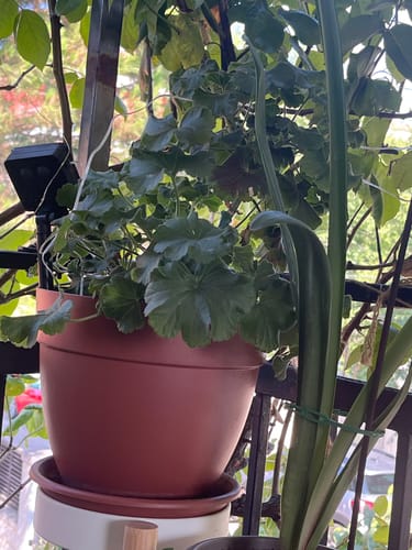 Customer photo review of FERTIBONO EcoFlora - Fórmula Premium para Flores: Jabón Potásico, Abono y Extractos Naturales (1 L), Cuida y Protege tus Plantas de Interior y Exterior contra Plagas, Pulgón, Ácaros,Cochinilla,Taladro