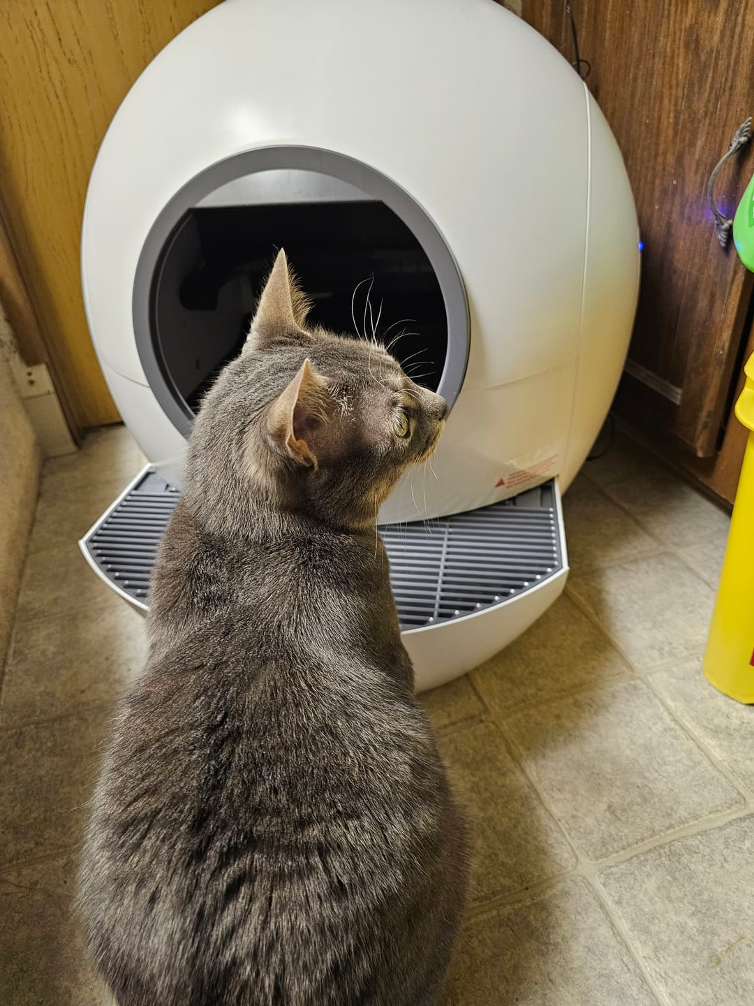 Customer photo review of ELS PET Mixed Cat Litter