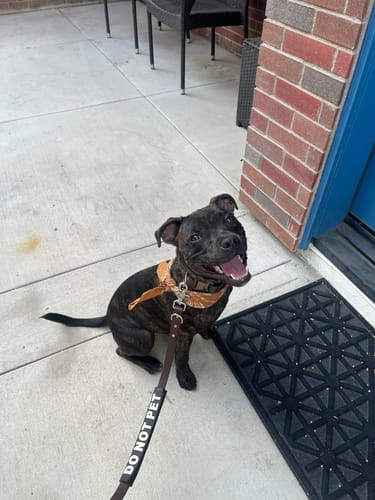 Customer photo review of Adjustable Biothane Quick Release Dog Collar