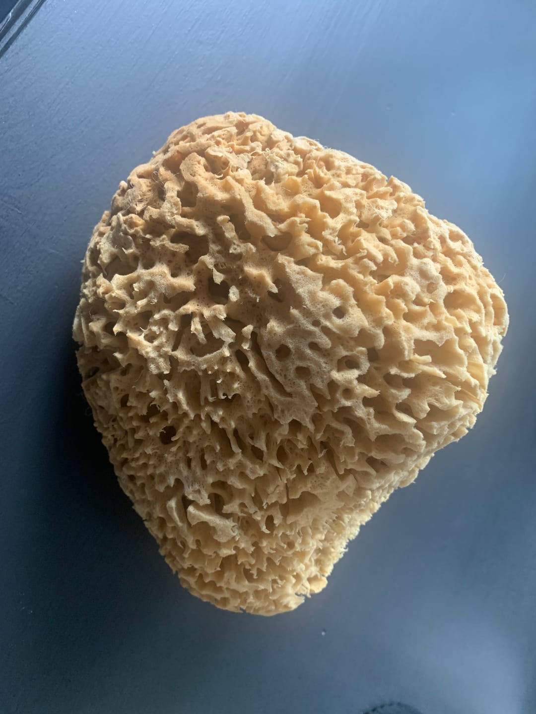 Customer photo review of Bath & Shower Natural Sea Sponges