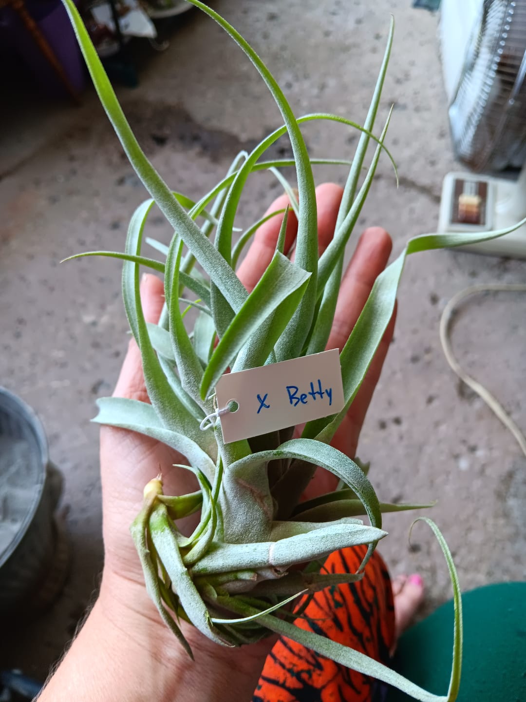 Customer photo review of X Betty  (xerographica x brachycaulos)  *Cannot Be Shipped Internationally*