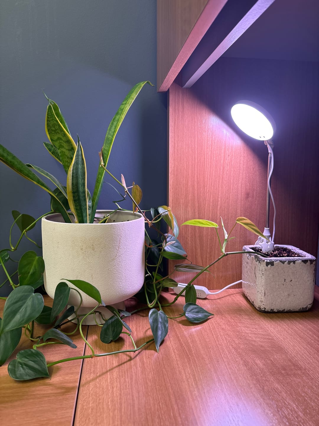 Customer photo review of 28" Adjustable LED Plant Light